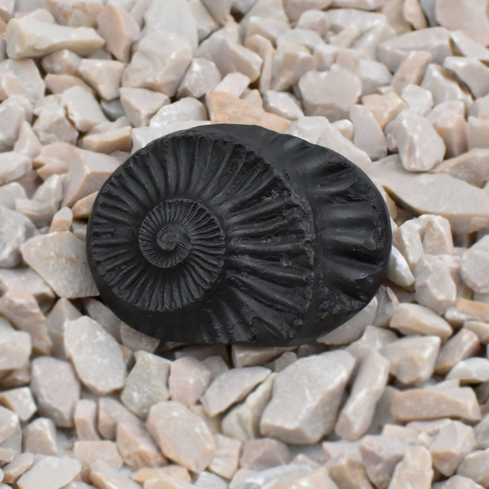 Sudarshan Shaligram Shila - 8 gms