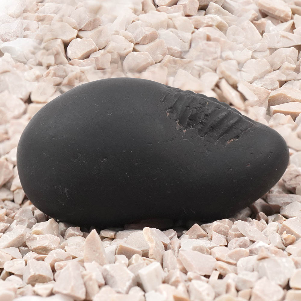 Ganesh Shaligram Shila - VII