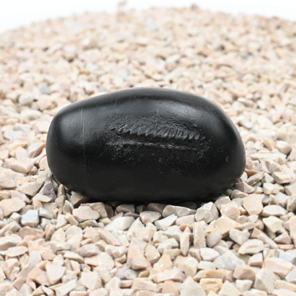 Hayagriva Shaligram Shila - II