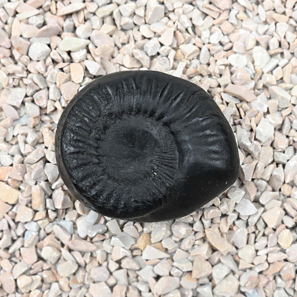 Kalpavriksha Dakshinavarti Shankh Shaligram Shila