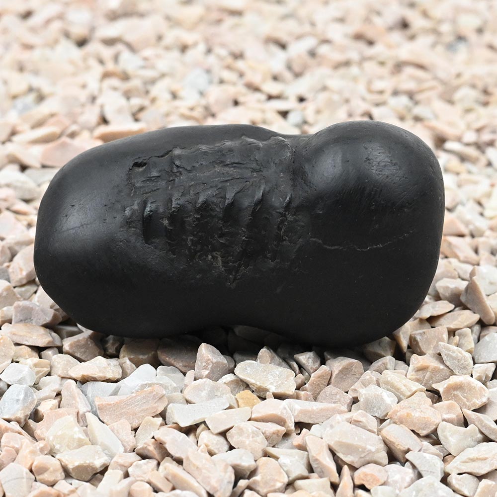 Hayagreeva Shaligram Shila
