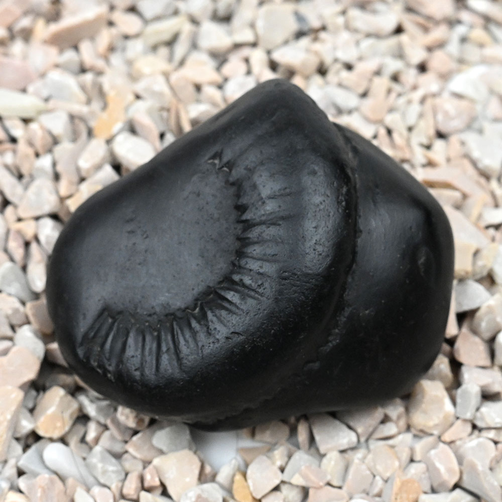 Raj Rajeshwari Shaligram Shila