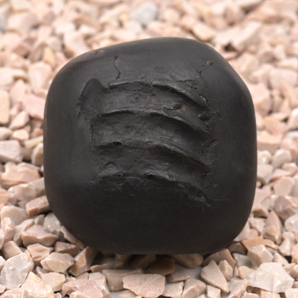 Jagannath Chakradhrai Maha Mishnu Shaligram Shila