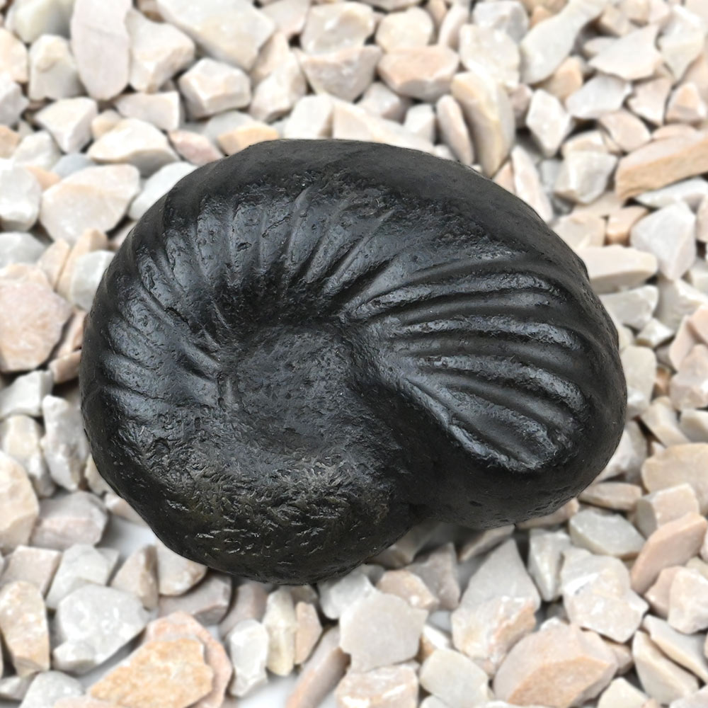 Kalpavriksha Laxmi Vishnu Shaligram Shila