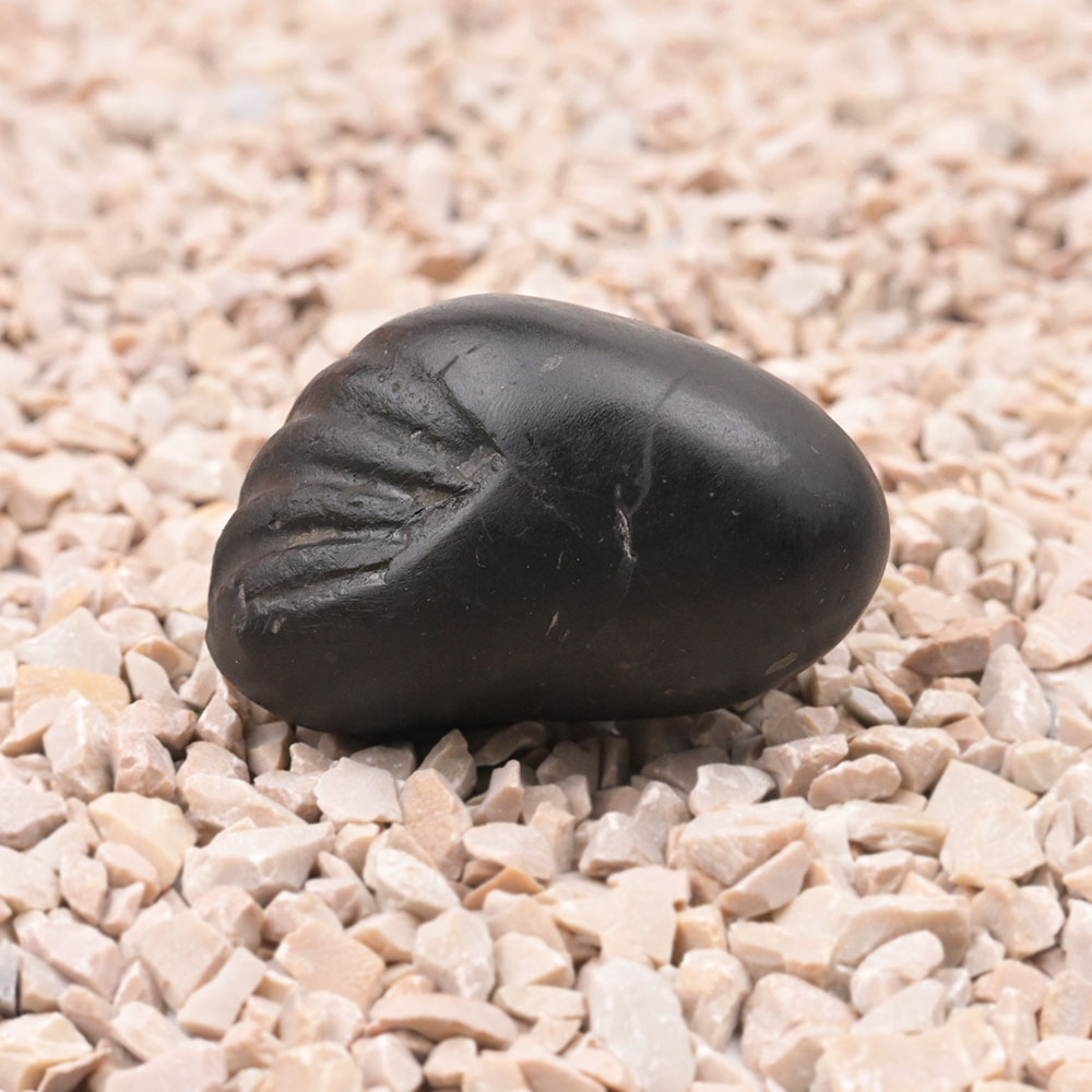 Laxmi Matsya Murti Shaligram Shila