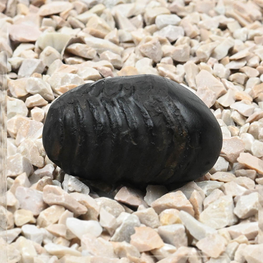 Golden Laxmi Shaligram Shila