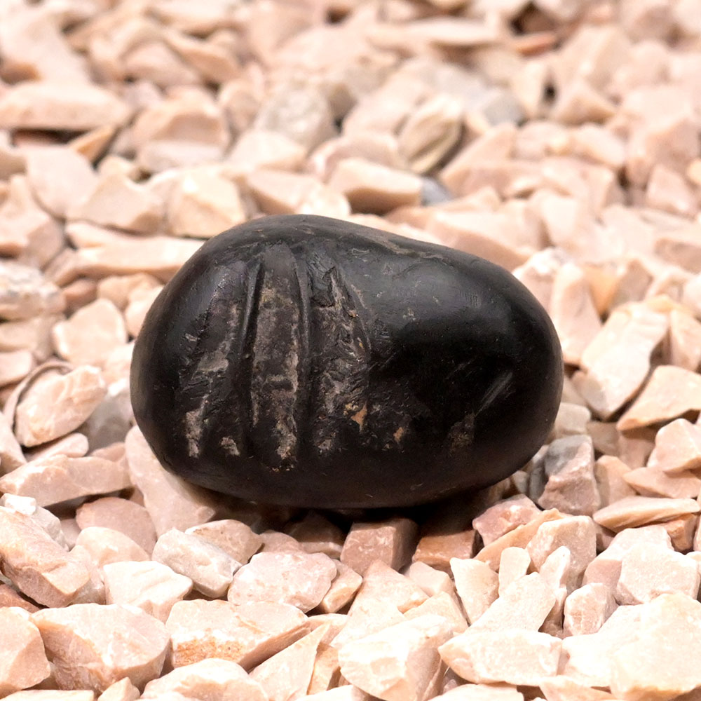 Swarna Laxmi Shivling Shaligram Shila