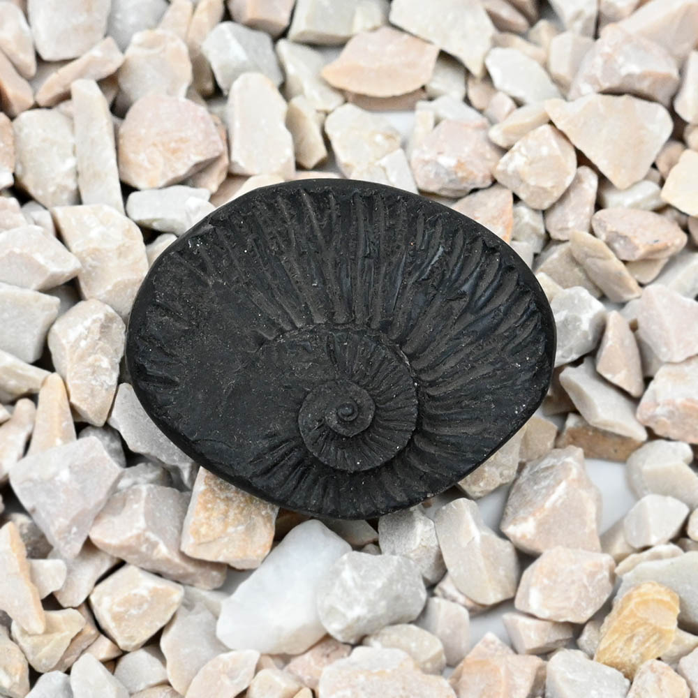 Sudarshan Shaligram Shila - VII