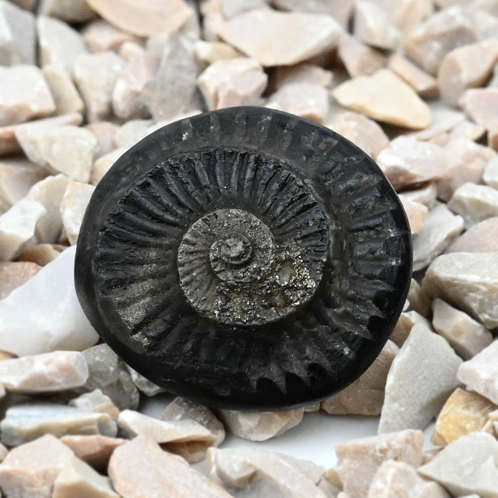 Golden Crystal Sudarshan Shaligram Shila