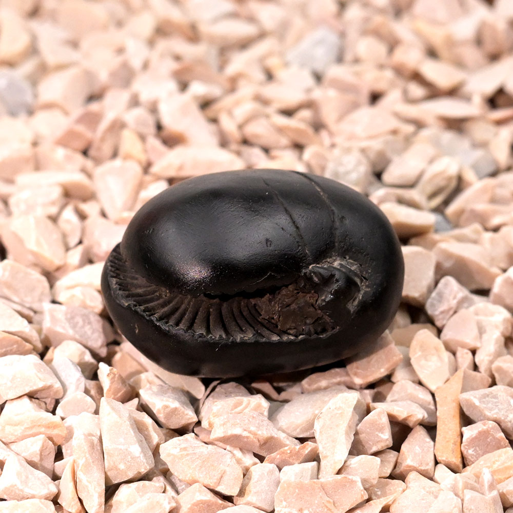 Laxmi Narayan Shaligram Shila