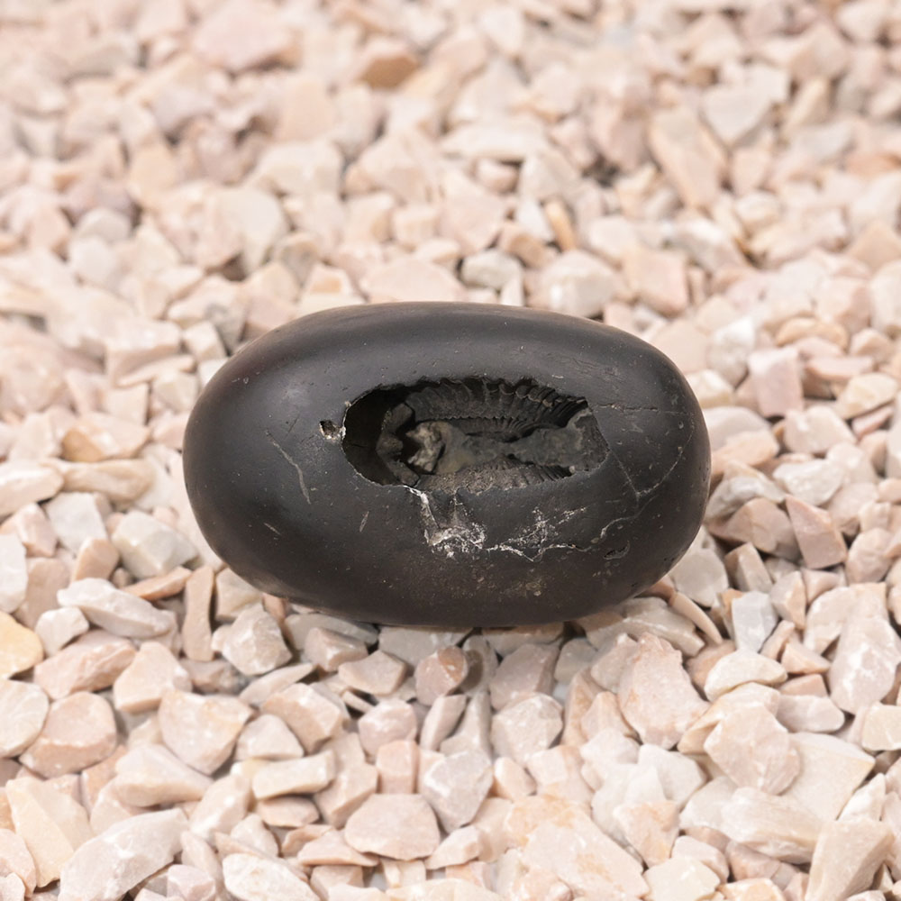 Laxmi Narayan Maha Kaali Shaligram Shila