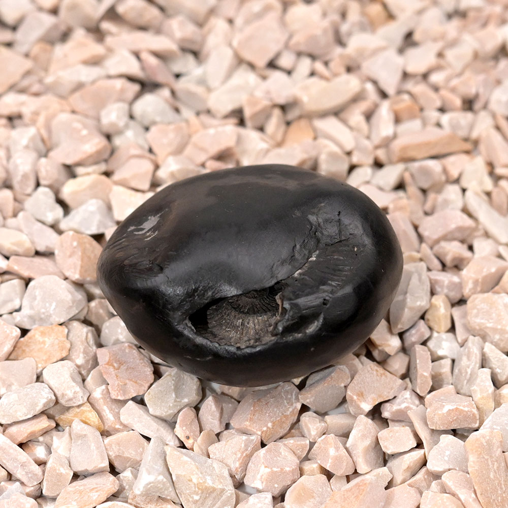 Kaali Laxmi Narayan Shaligram Shila