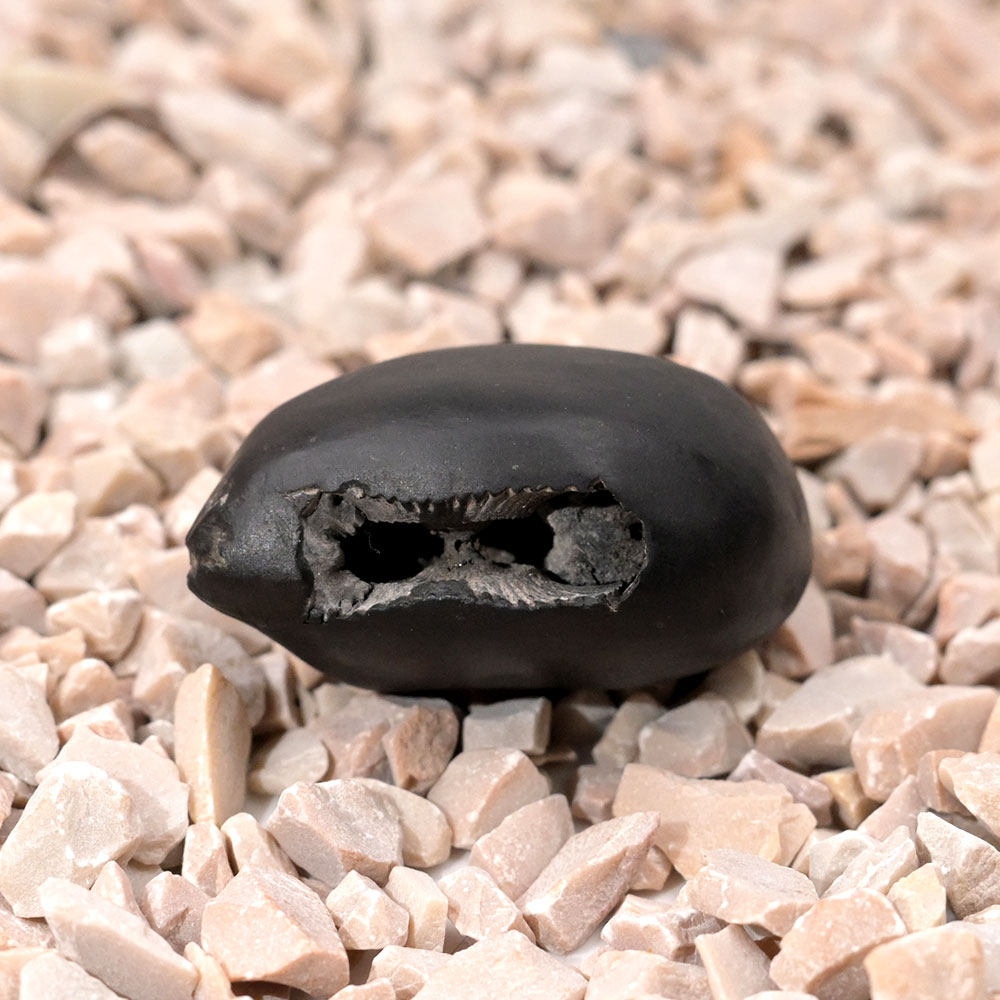 Ugra Narsimha Laxmi Shaligram Shila