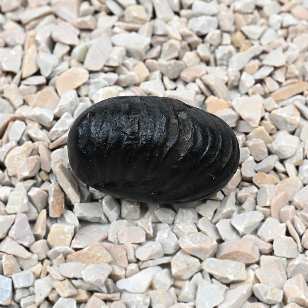 Chakradhari Laxmi Narayan Shaligram Shila