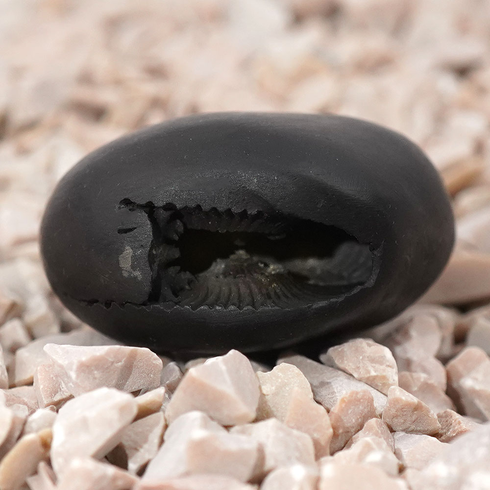 Laxmi Narsimha Mukha Shaligram Shila