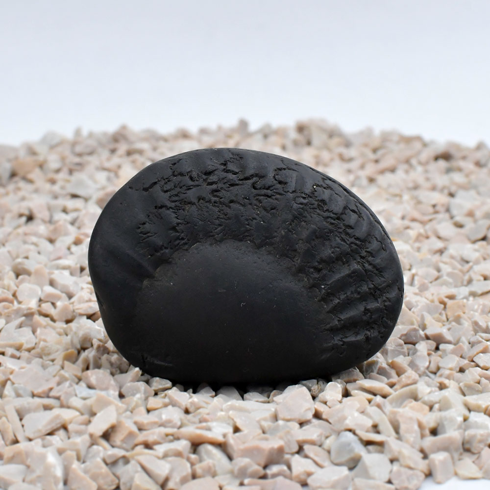 Surya Kalpavriksha Shaligram Shila