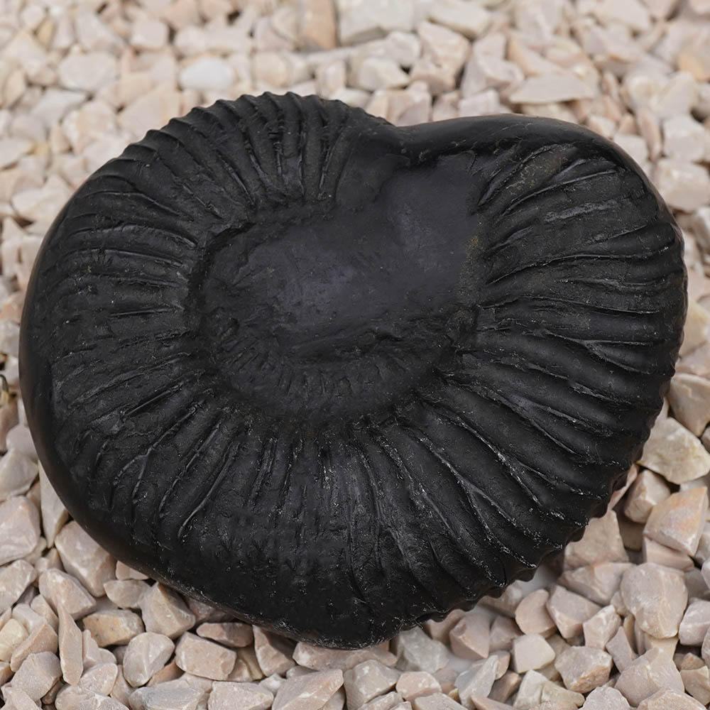 Surya Dakshinavarti Shankh Shaligram Shila