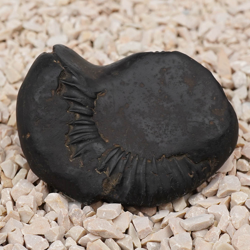 Varaha Shaligram Shila - I