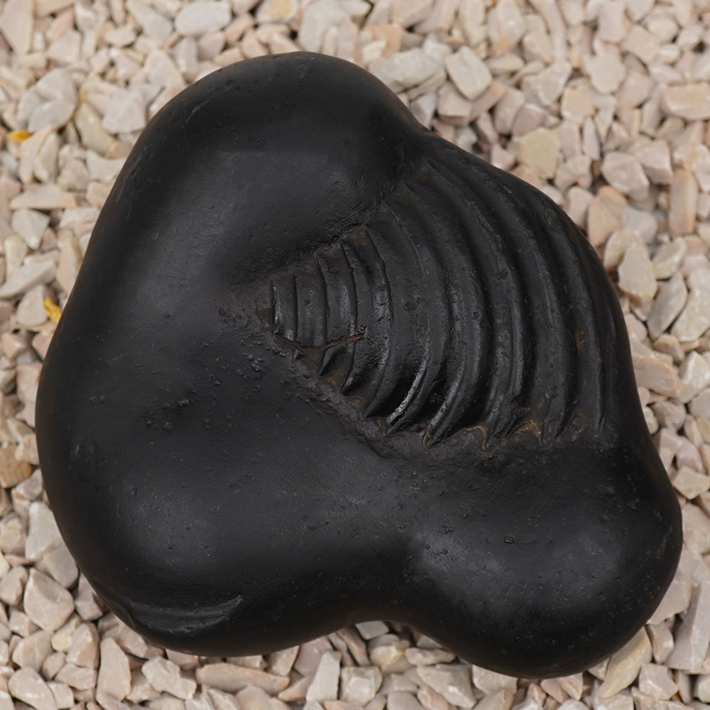 Buddha Laxmi Shaligram Shila - I