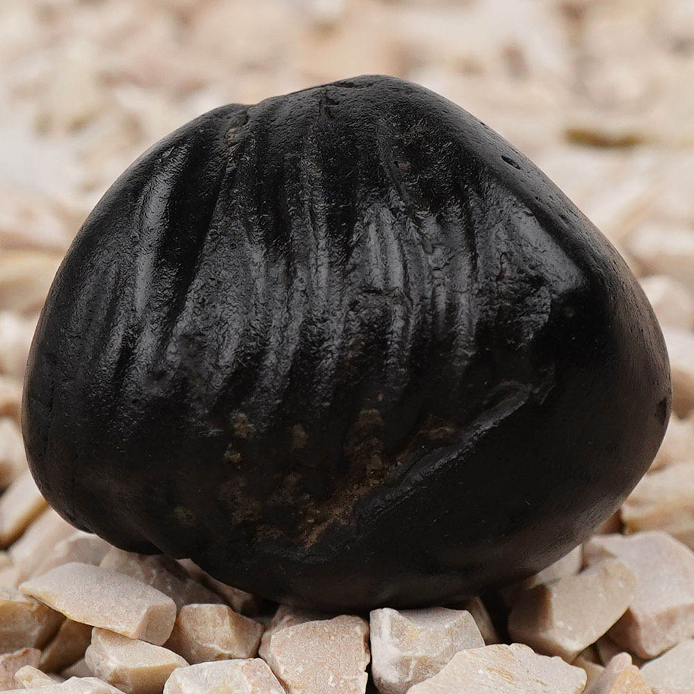 Krishna Shaligram Shila