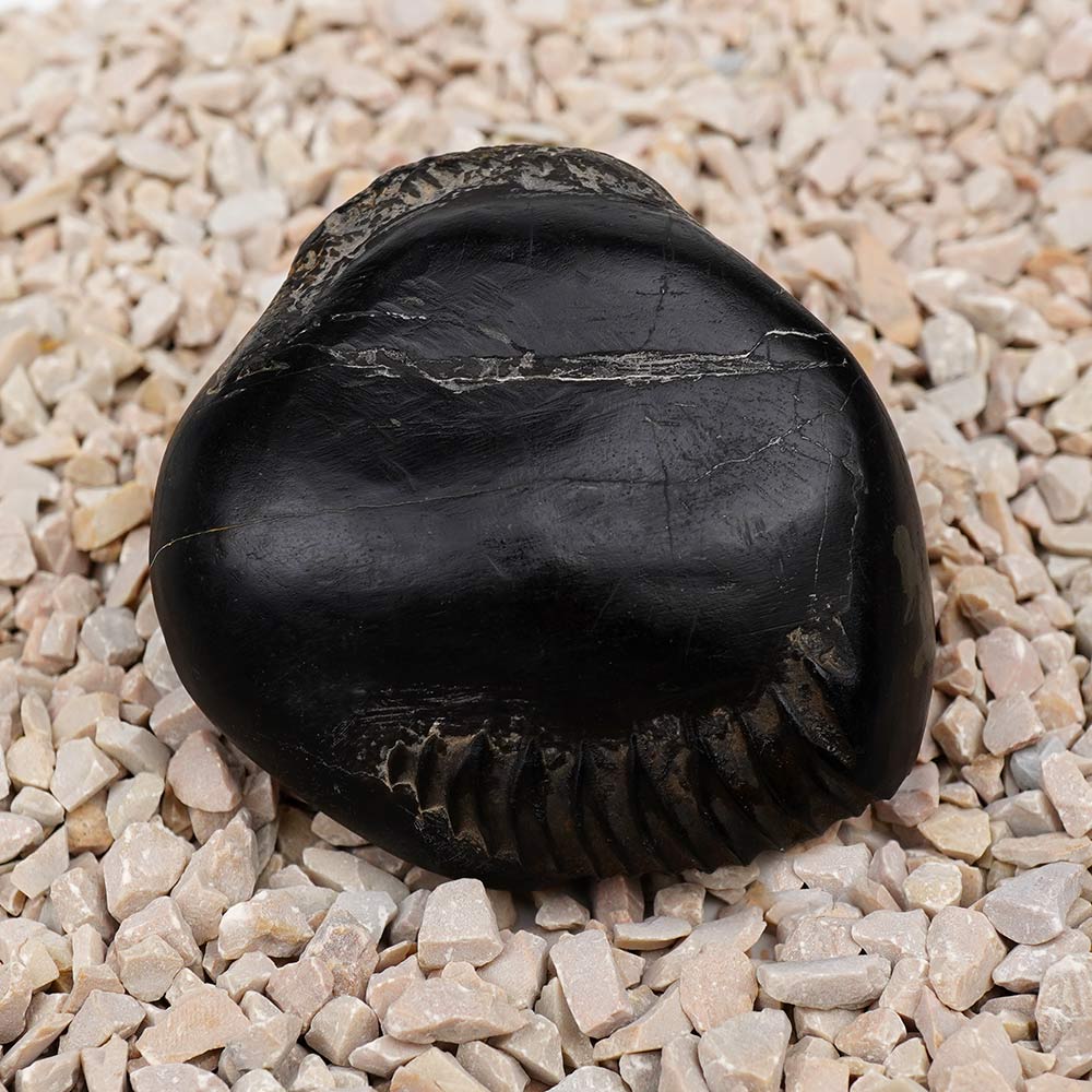 Vaman Avatar Shaligram Shila