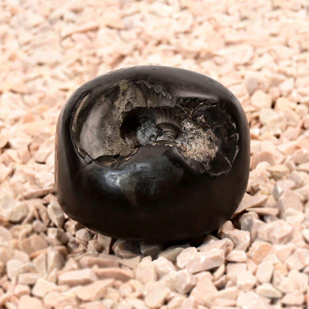 Ugra Kaali Mahavidya Shaligram Shila - 229 gms