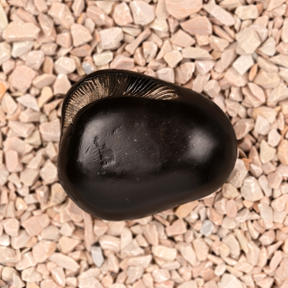 Ugra Narsimha Laxmi Shaligram Shila - 143 gms