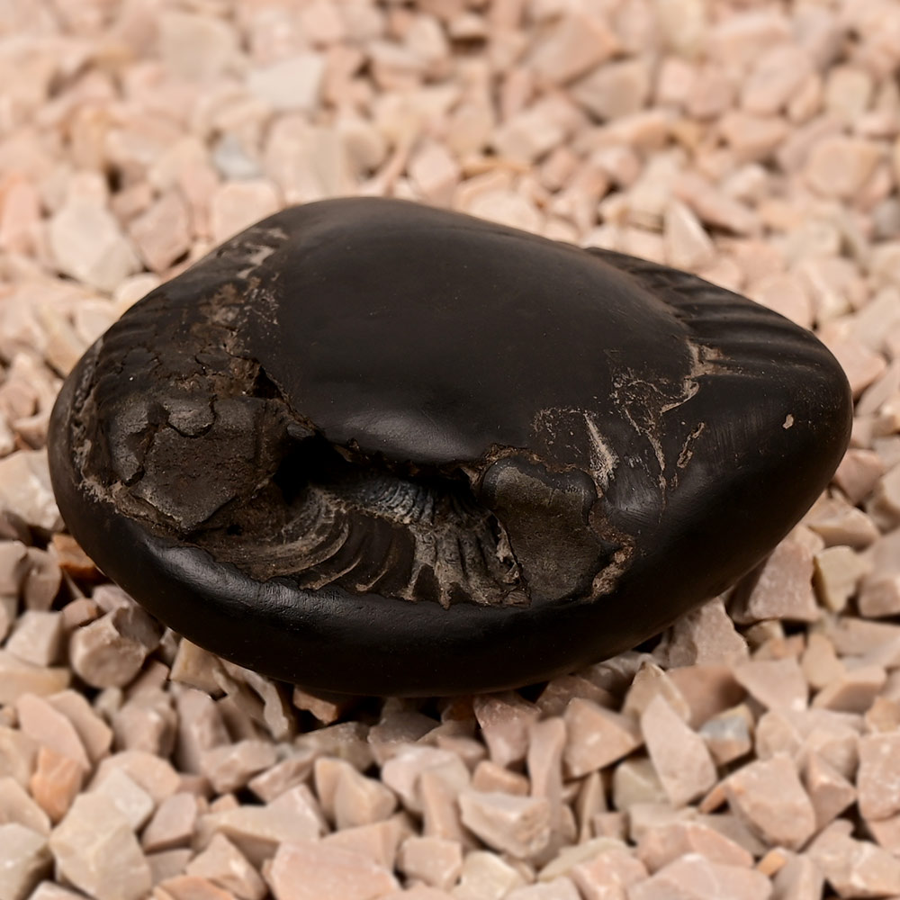 Chakradhari Vishnu Laxmi Shaligram Shila - 152 gms