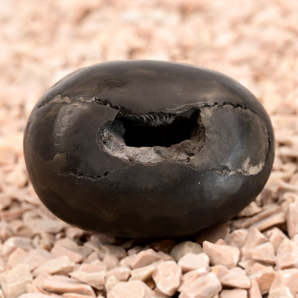 Shweta Laxmi Narayan Shaligram Shila - 158 gms