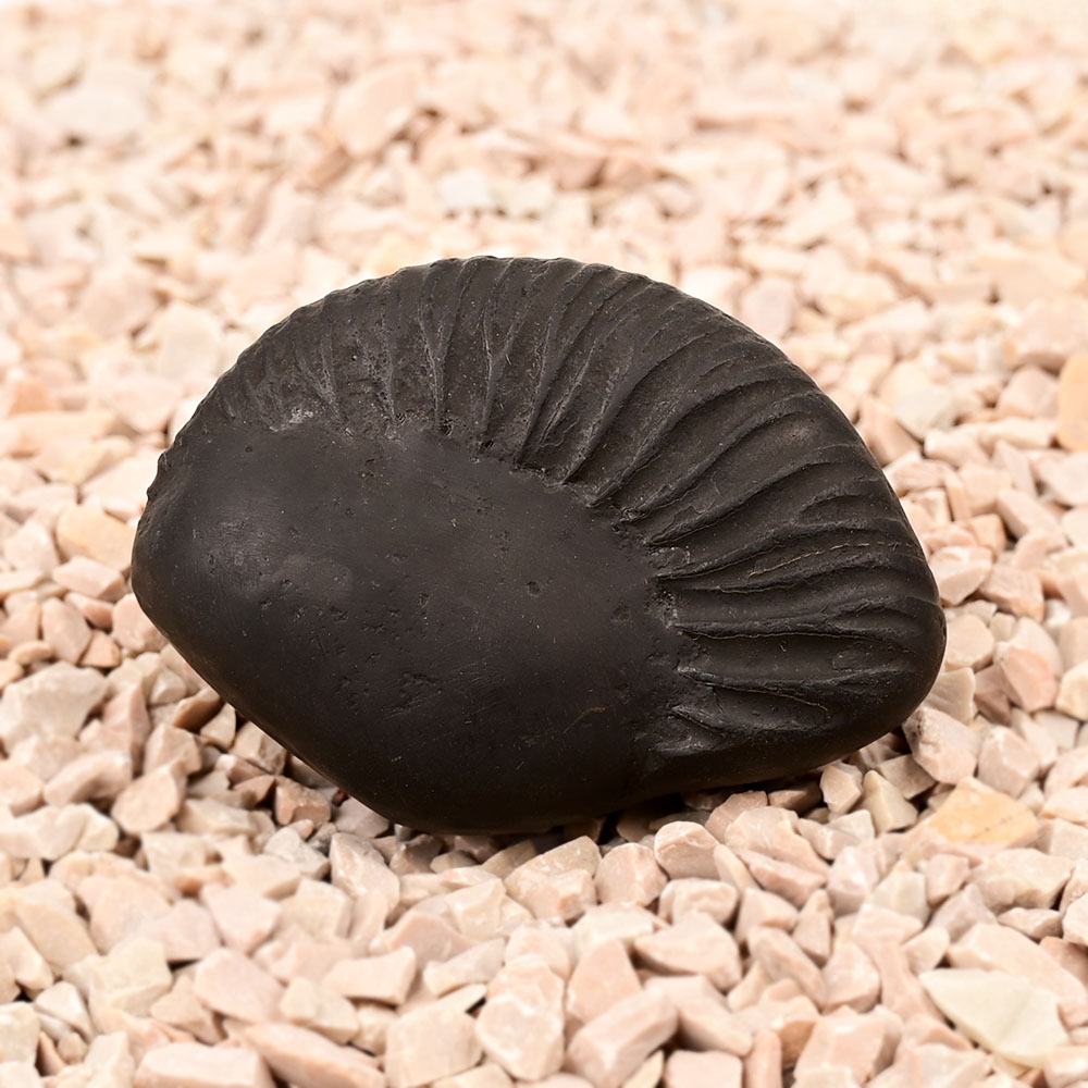 Laxmi Ganesh Shaligram Shila - 138 gms