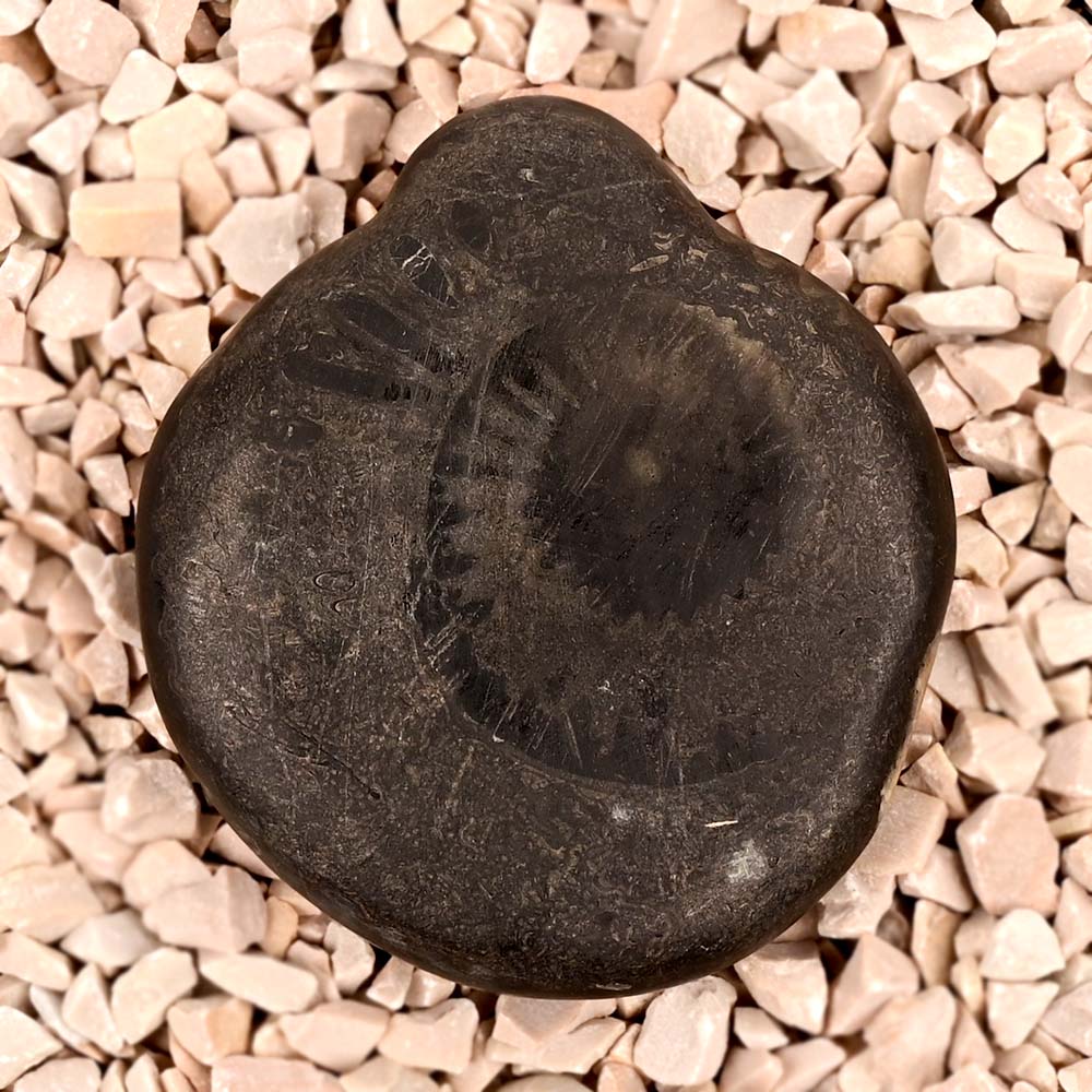 Kurma Mahavatar Shaligram Shila - 126 gms