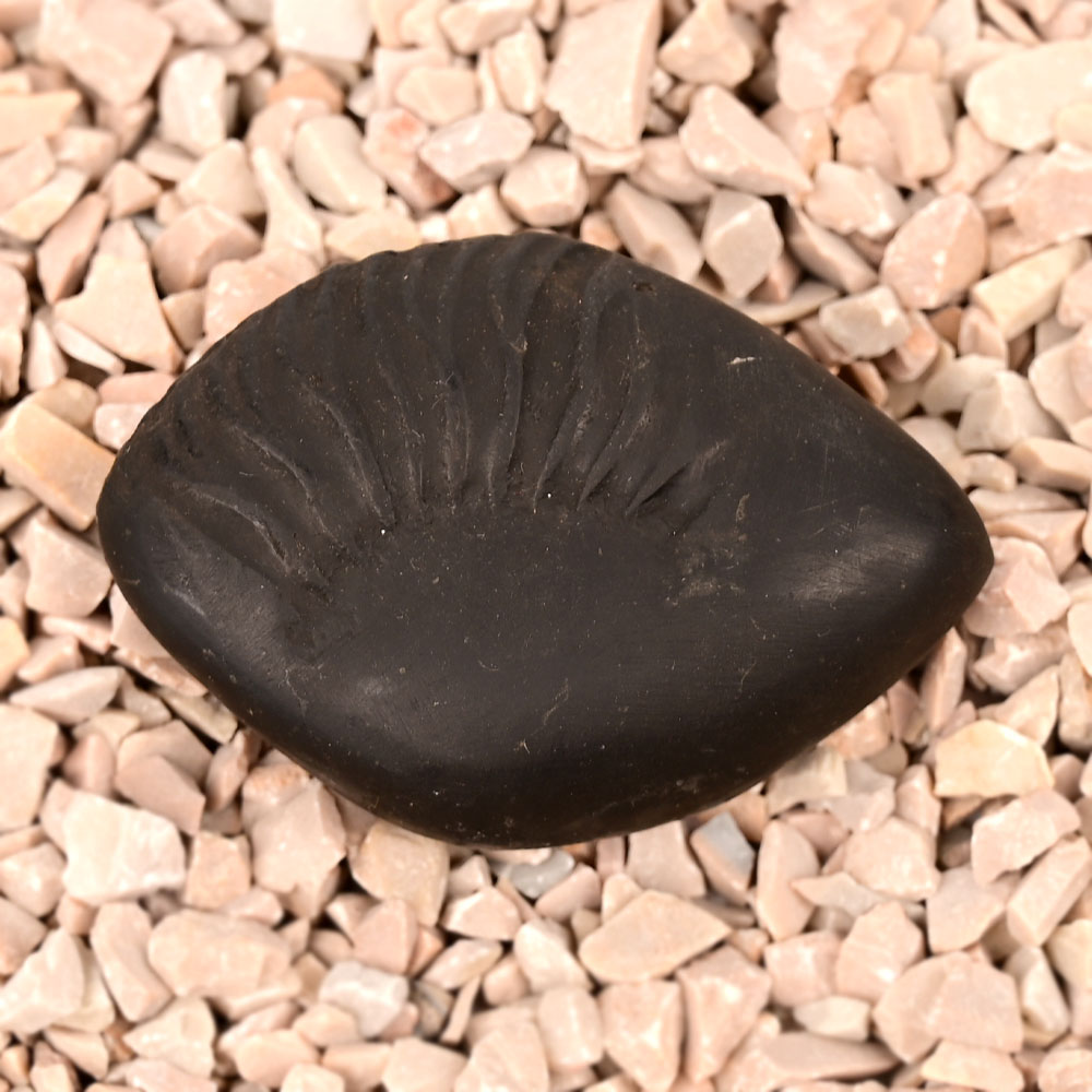 Laxmi Matsya Shaligram Shila - 67 gms