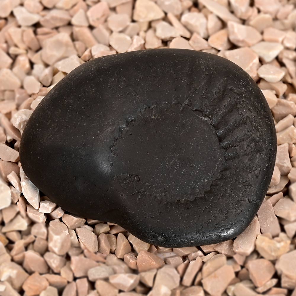 Kalpavriksha Surya Narayan Shaligram Shila - 90 gms
