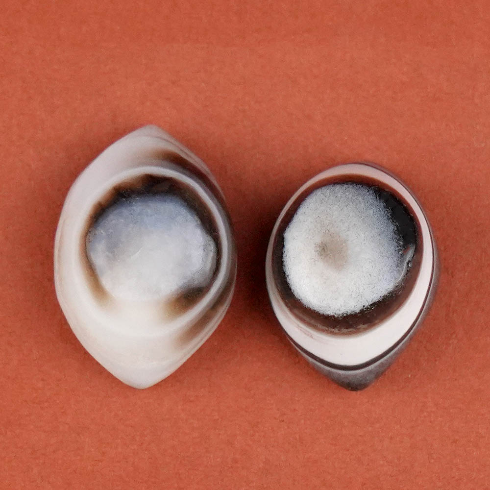 Natural Agate Eye (Set of 2) - XXXI