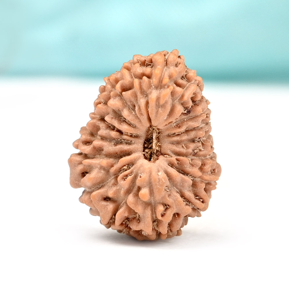 18 Mukhi from Java Indonesia Large - LXXX