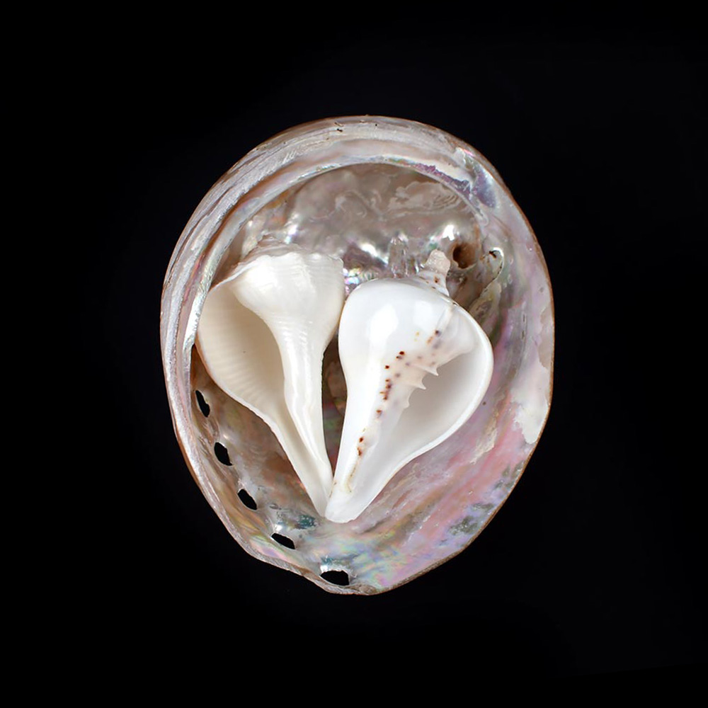 Auspicious Shankha Set (Left, Right)