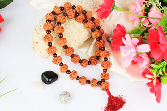 Collector 7 mukhi with Red Sandalwood mala