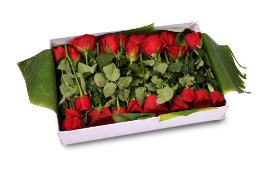 Rose Flower