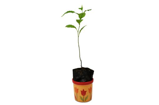 Nepal Rudraksha Plant