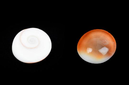 Gomati Chakra - Small