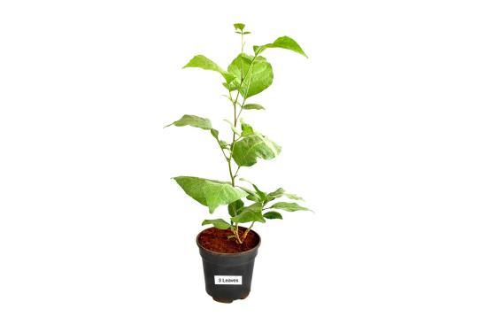 Bel Patra Plant