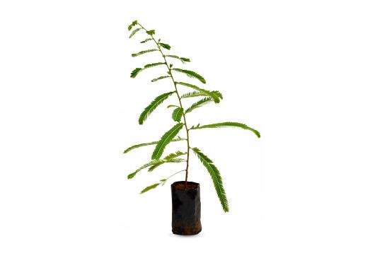 Amla Plant