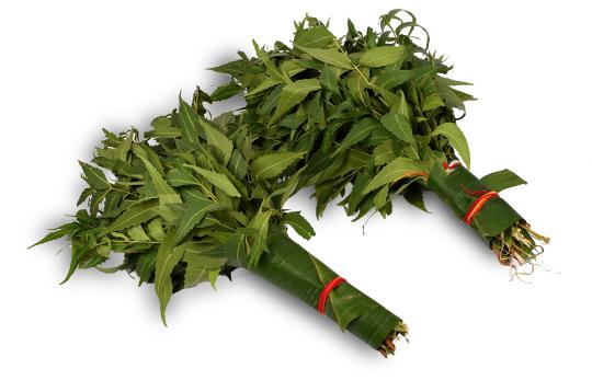 Neem Leaves