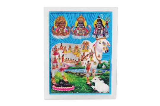 Gomatha Glittering Photo