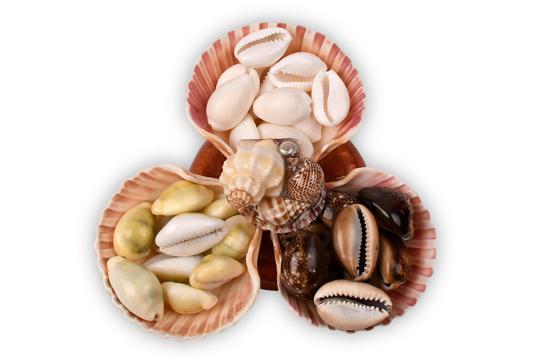 Lucky Cowrie shells