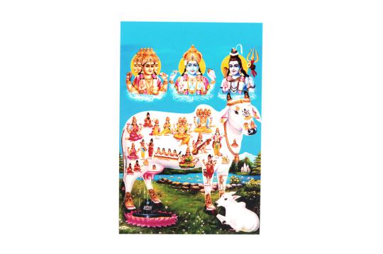 Gomatha Photo - Medium