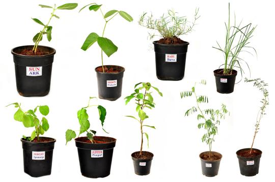 Peepal Plant (For Jupiter or Guru)