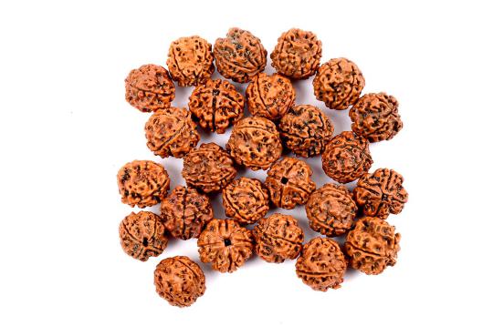 4 Mukhi Rudraksha from Nepal - Loose beads pack