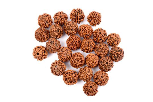 5 Mukhi Rudraksha from Nepal - Loose beads pack