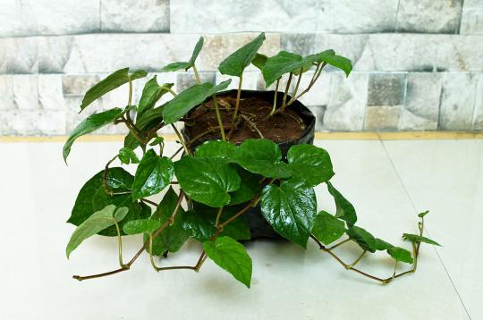 Betel Leaf Plant